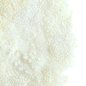 light&livingornamentcoralopvoetincrèmeenantiekbrons–46x20x69cm-1