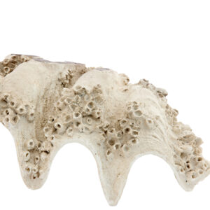 light&livingornamenttoruvvankunststoftaupe–22x16x51,5cm-1