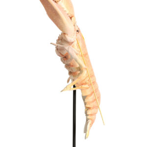 light&livingornamentzennavankunststoftaupe–28x17x41,5cm-1