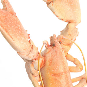 light&livingornamentzennavankunststoftaupe–28x17x41,5cm-1