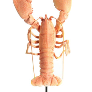 light&livingornamentzennavankunststoftaupe–28x17x41,5cm-1