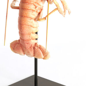 light&livingornamentzennavankunststoftaupe–28x17x41,5cm-1