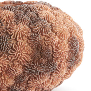 light&livingvaascoralinperzikenlichtbruin–ø47,5x25,5cm-2