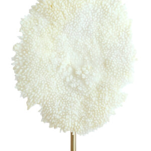 light&livingornamentcoralopvoetincremeenantiekbrons-46x20x69cm-009